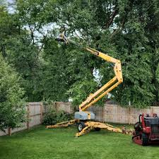 Trusted Rib Mountain, WI Tree Services Experts
