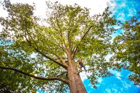 Best Lot and Land Clearing  in Rib Mountain, WI