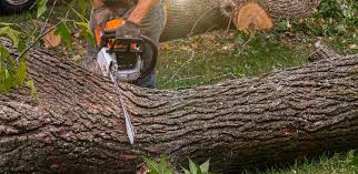 Best Lawn Renovation and Restoration  in Rib Mountain, WI