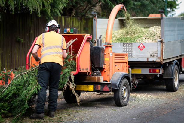Best Fruit Tree Pruning  in Rib Mountain, WI