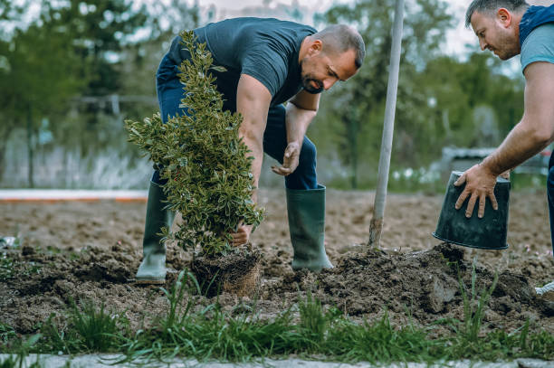 Best Lawn Maintenance Plans  in Rib Mountain, WI