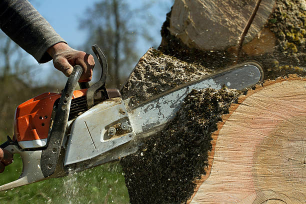 Best Lawn Grading and Leveling  in Rib Mountain, WI