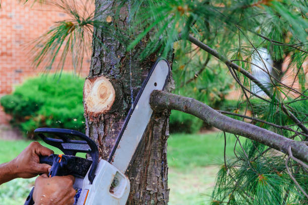 Best Tree Risk Assessment  in Rib Mountain, WI